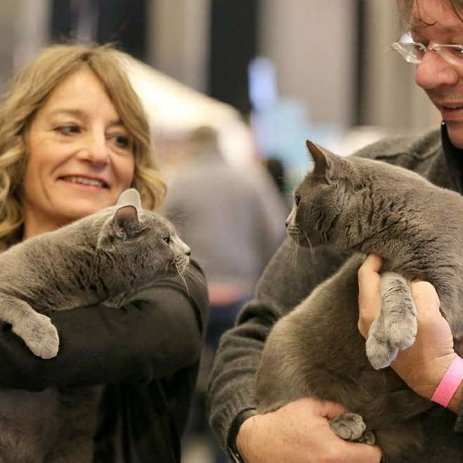 Gatto Certosino