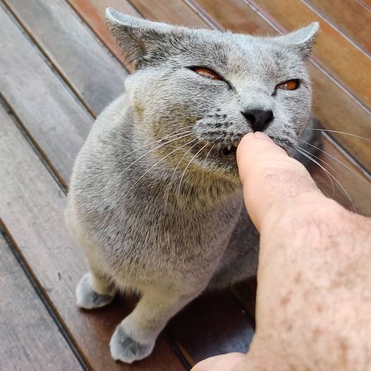 Gatto Certosino