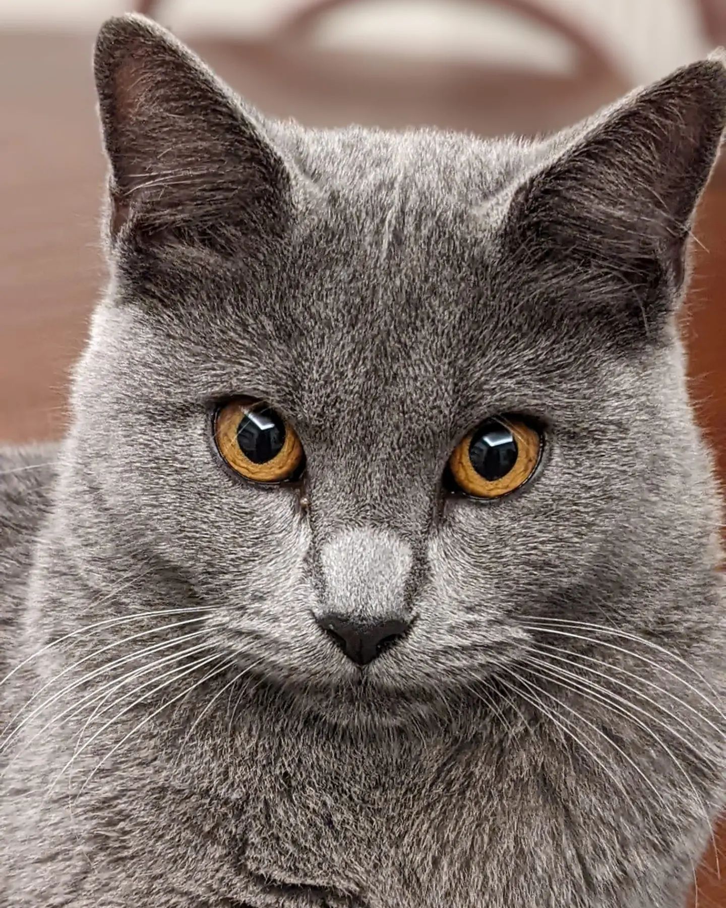 Gatto Certosino